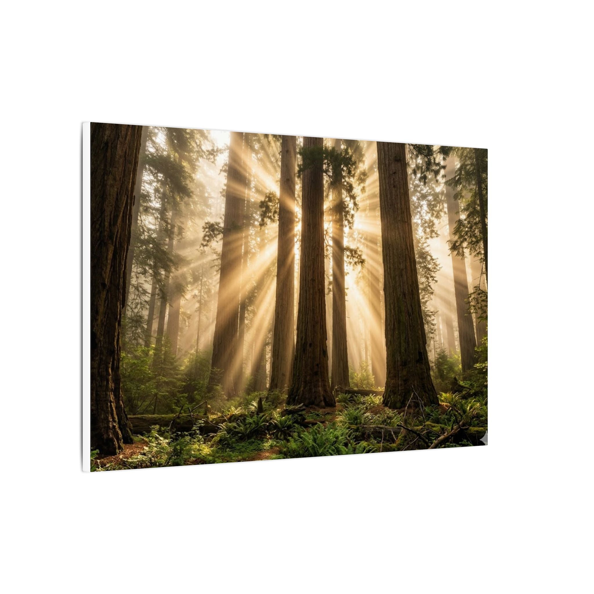 Sequoia Forest Canvas Wall Art - Giant Tree Print, Sunbeam Nature, Forest Decor, Stretched Canvas