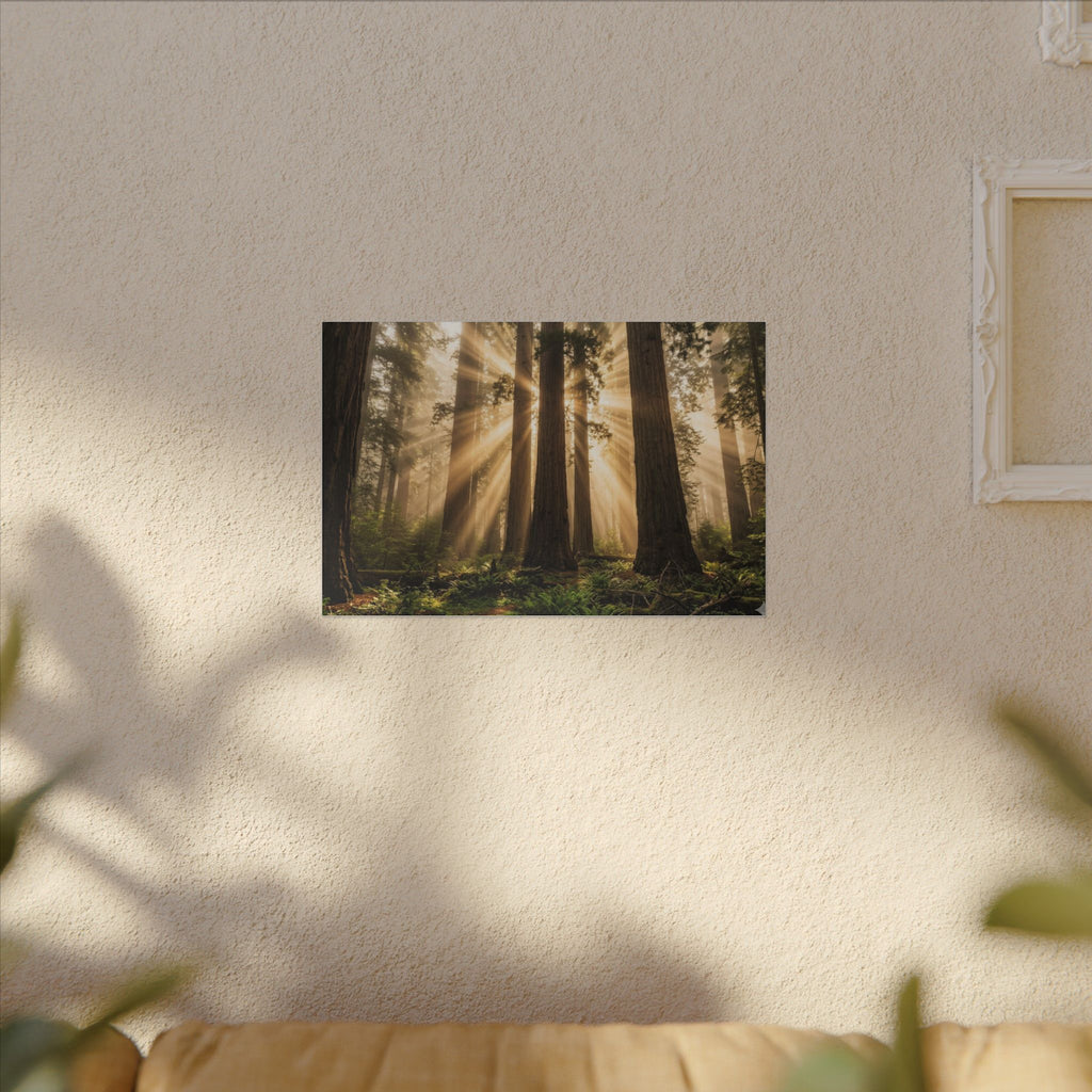 Sequoia Forest Canvas Wall Art - Giant Tree Print, Sunbeam Nature, Forest Decor, Stretched Canvas