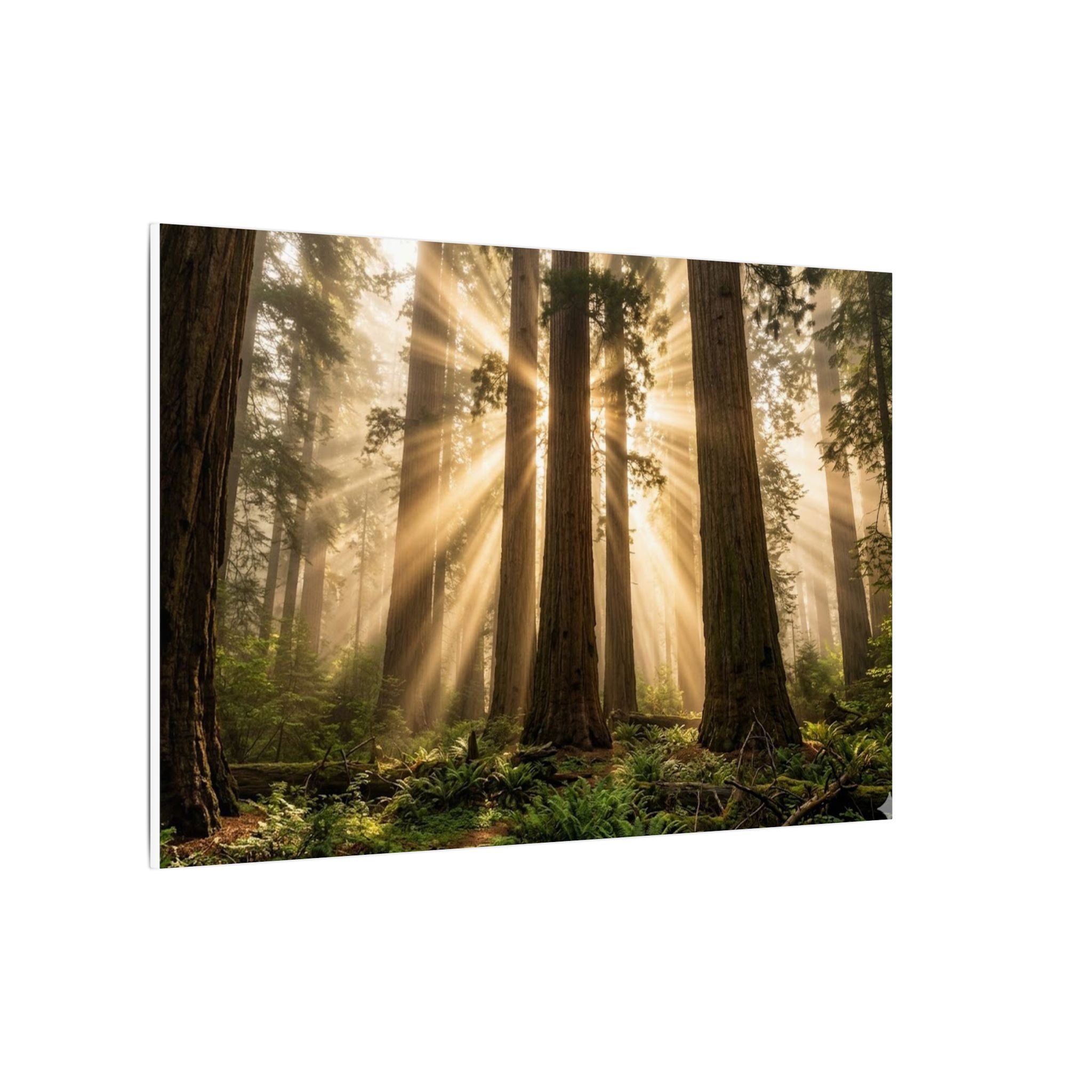 Sequoia Forest Canvas Wall Art - Giant Tree Print, Sunbeam Nature, Forest Decor, Stretched Canvas