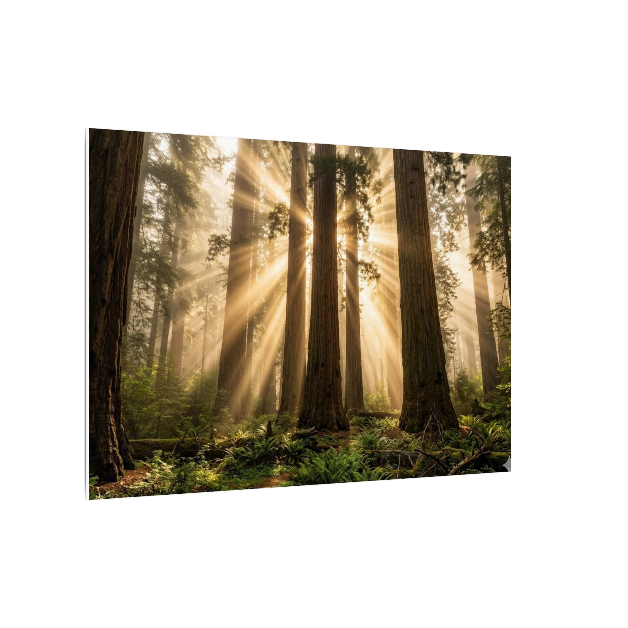 Sequoia Forest Canvas Wall Art - Giant Tree Print, Sunbeam Nature, Forest Decor, Stretched Canvas