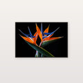 Bird of Paradise Canvas Wall Art | Plant and Bird Print, Tropical Botanical Decor, Stretched Canvas — bird-of-paradise-pair-canvas-print.jpg