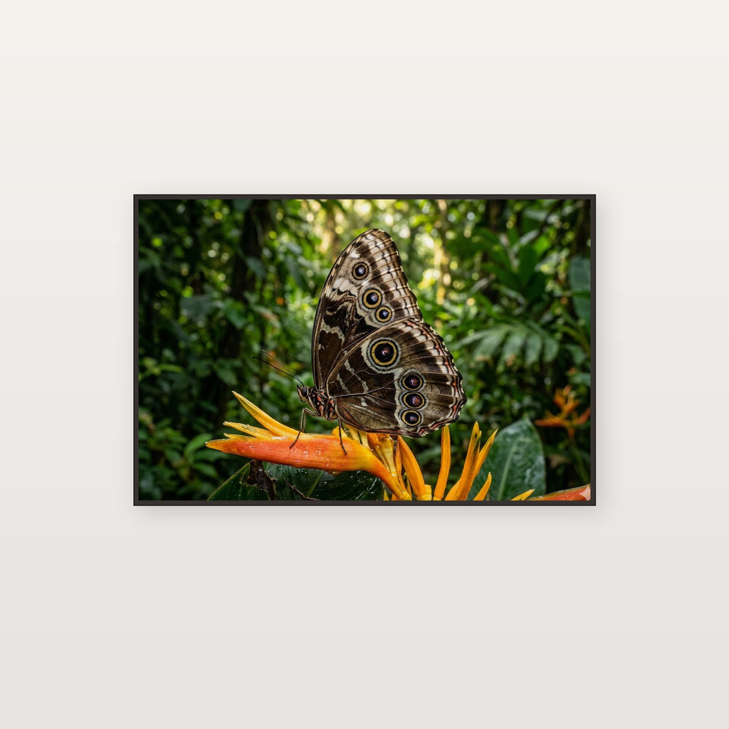 Blue Morpho Butterfly Canvas Wall Art - Tropical Insect Print, Rainforest Wildlife, Stretched Canvas — blue morpho butterfly canvas print