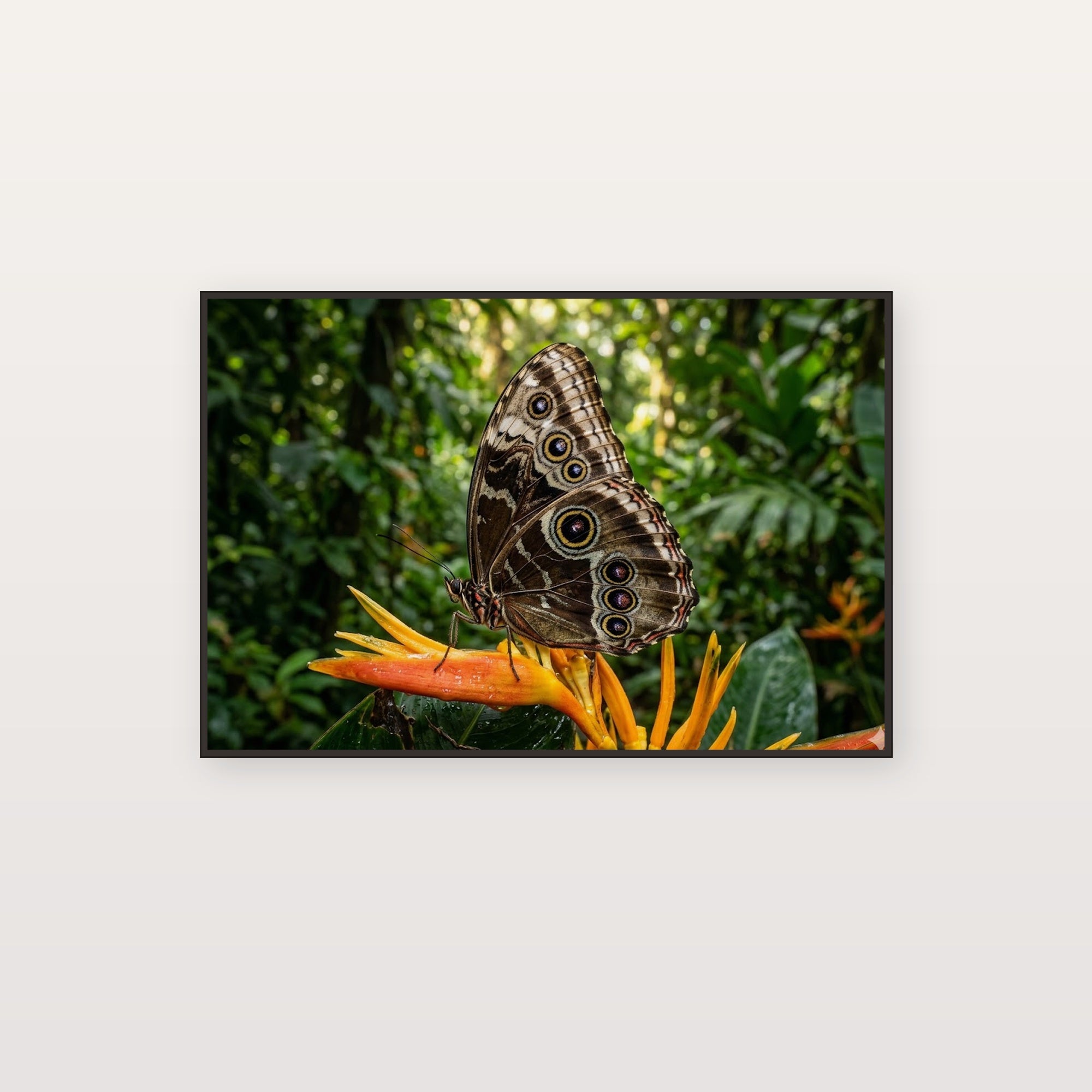 Blue Morpho Butterfly Canvas Wall Art - Tropical Insect Print, Rainforest Wildlife, Stretched Canvas — blue morpho butterfly canvas print