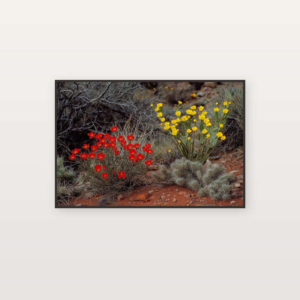 Desert Bloom Canvas Wall Art | Ocotillo Prickly Pear Print, Southwest Botanical Decor, Stretched Canvas — desert-bloom-ocotillo-canvas-print.jpg