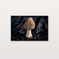 Morel Mushroom Canvas Wall Art | Baroque Velvet Print, Moody Kitchen Decor, Stretched Canvas — morel-mushroom-velvet-baroque-canvas-print.jpg