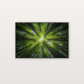 Olympic Cathedral Canvas Wall Art | Moss-Draped Spruce Print, Pacific Northwest Decor, Stretched Canvas — olympic-rainforest-mossy-cathedral-canvas-print.jpg