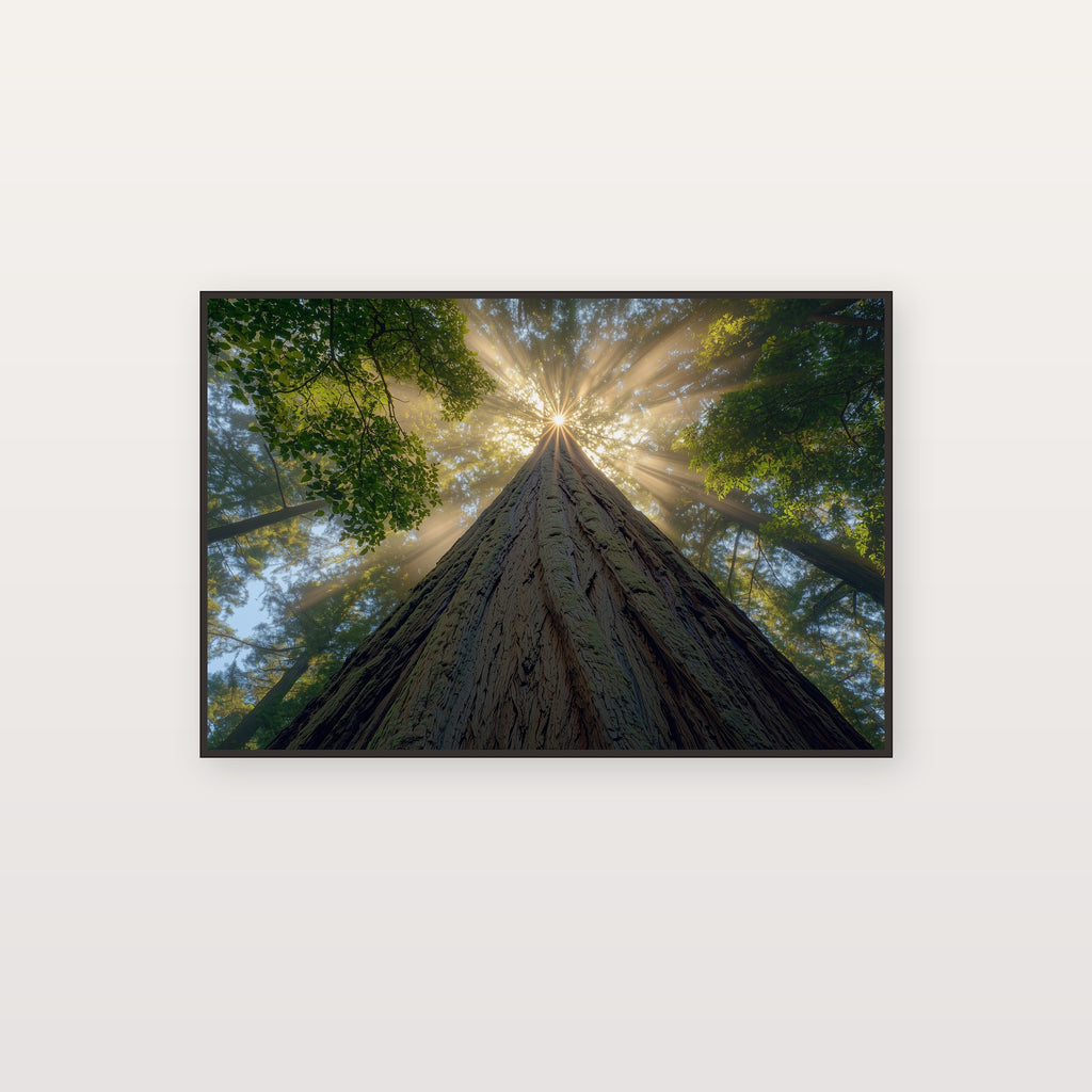 Redwood Cathedral Canvas Wall Art | Looking Up Print, Pacific Northwest Forest Decor, Stretched Canvas — redwood-cathedral-up-canvas-print.jpg