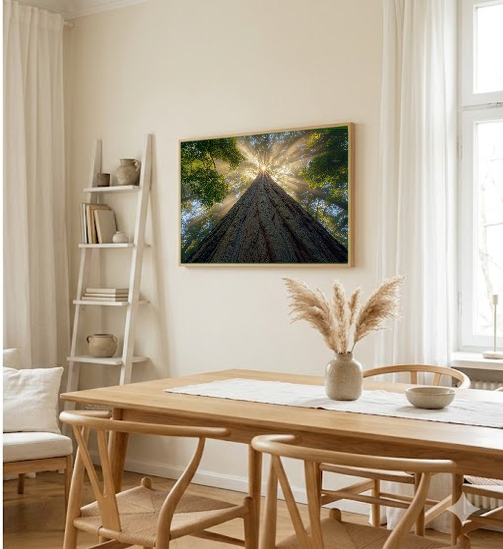 Redwood Cathedral Canvas Wall Art | Looking Up Print, Pacific Northwest Forest Decor, Stretched Canvas — redwood-cathedral-up-dining-room-wall-art.jpg