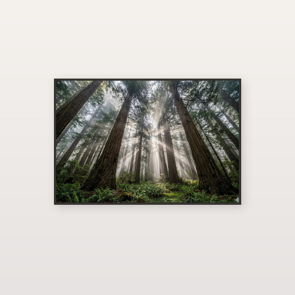 Redwood Forest Canvas Wall Art - Giant Trees Print, Nature Photography, Forest Decor, Stretched Canvas — redwood forest giants canvas print