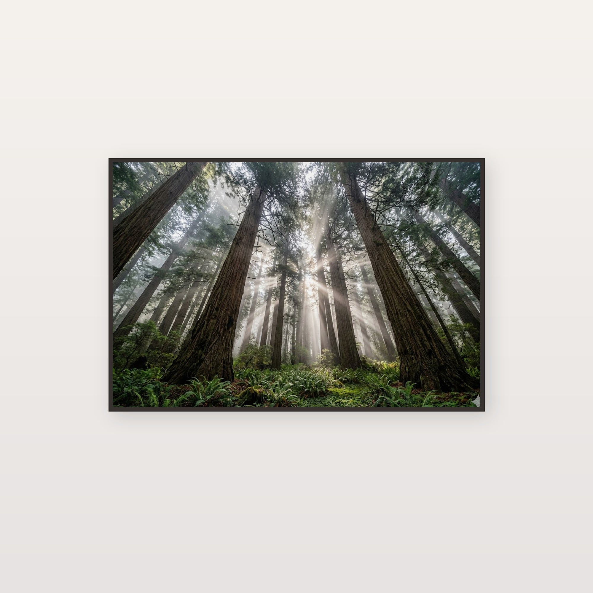 Redwood Forest Canvas Wall Art - Giant Trees Print, Nature Photography, Forest Decor, Stretched Canvas — redwood forest giants canvas print