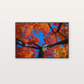 Sugar Maple Canvas Wall Art | Fall Canopy Looking Up Print, New England Decor, Stretched Canvas — sugar-maple-canopy-up-canvas-print.jpg