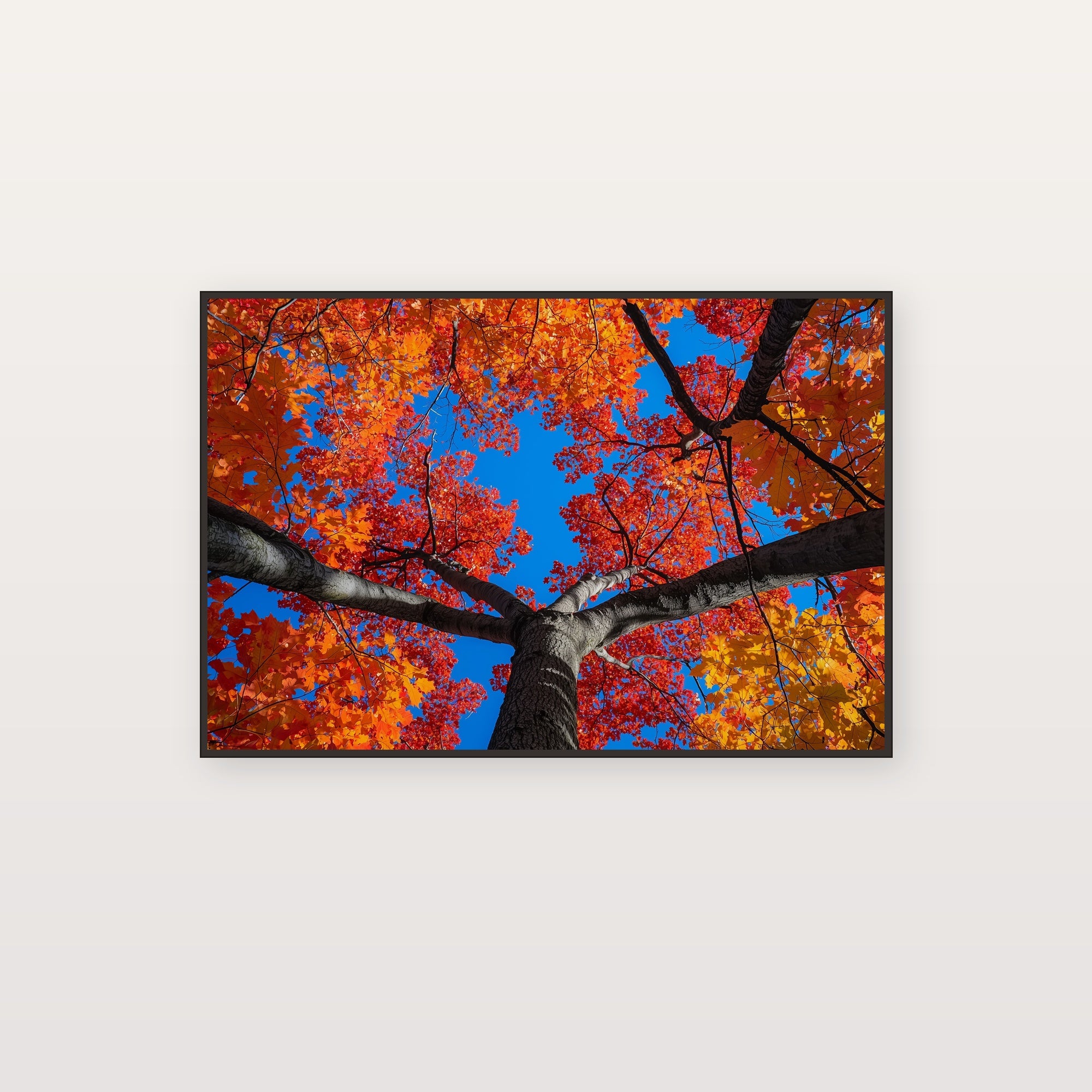 Sugar Maple Canvas Wall Art | Fall Canopy Looking Up Print, New England Decor, Stretched Canvas — sugar-maple-canopy-up-canvas-print.jpg